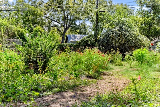 3811 Byron Dr, Austin, TX 78704 - view of yard