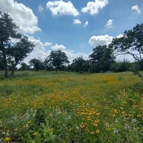 208 Rolling Oak Dr, Elgin, TX 78621 - photo 5