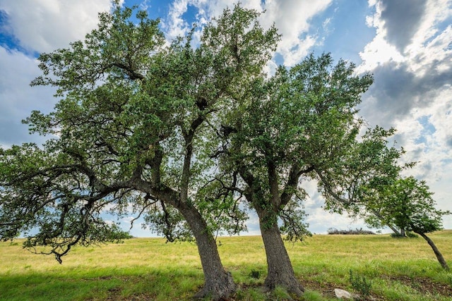 439 Junker Hl, Fredericksburg, TX 78624 - view of yard