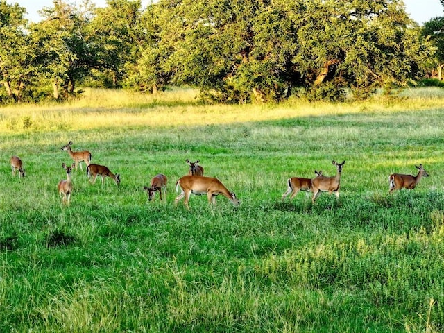 LOT1 Fm 2657, Briggs, TX 78608