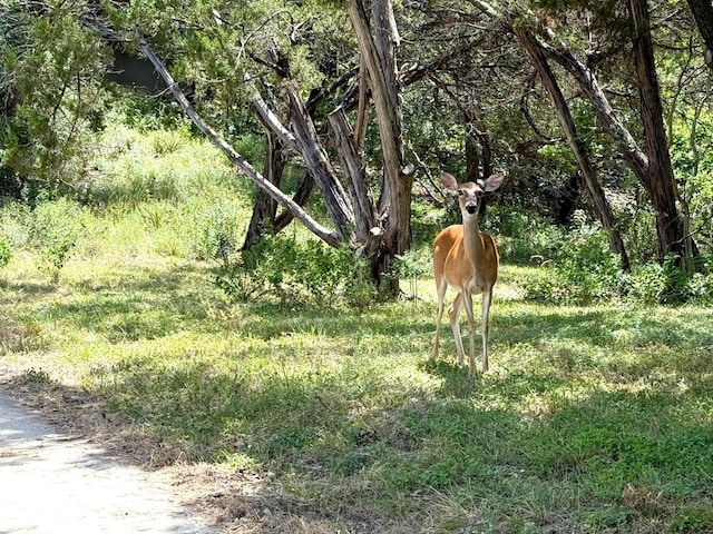 8204 Texas Plume Rd, Austin, TX 78759 - photo 9