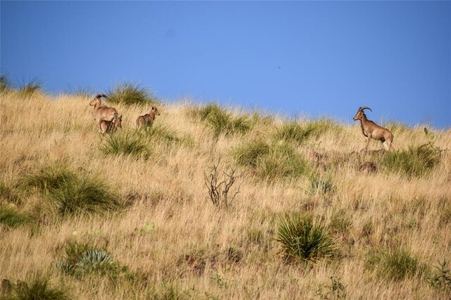 213 Circle C Ave, Fort Davis, TX 79734 - view of nature with rural landscape