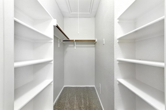 2911 Pops Way Unit 50, Austin, TX 78745 - walk in closet with attic access and carpet
