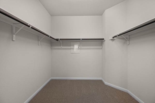 205 Falkland St, Hutto, TX 78634 - spacious closet with carpet floors