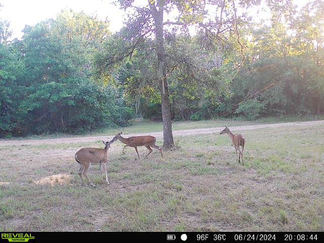 415 Balch Rd, Elgin, TX 78621 - view of yard