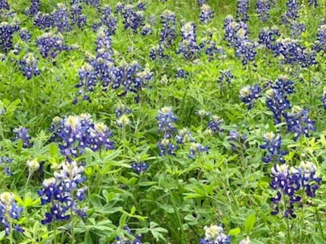 600 Summit Pass, San Marcos, TX 78666 - photo 20