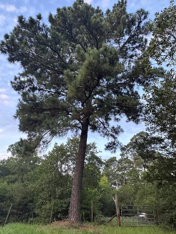 810 Pine Valley Loop, Smithville, TX 78957 - view of tree filled area