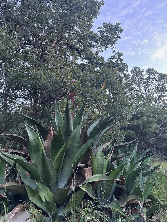 810 Pine Valley Loop, Smithville, TX 78957 - view of local wilderness