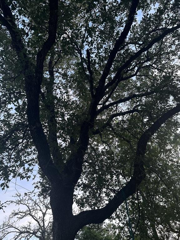 810 Pine Valley Loop, Smithville, TX 78957 - view of nature