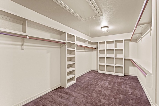 2908 Arbor Ct, Round Rock, TX 78681 - walk in closet featuring carpet flooring and attic access