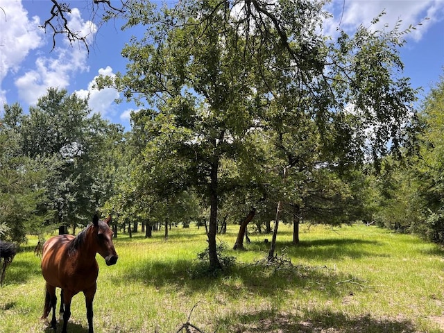 2.938AC County Road 342, Milano, TX 76556 - photo 18