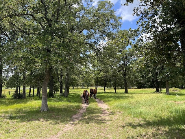 2.938AC County Road 342, Milano, TX 76556 - photo 21