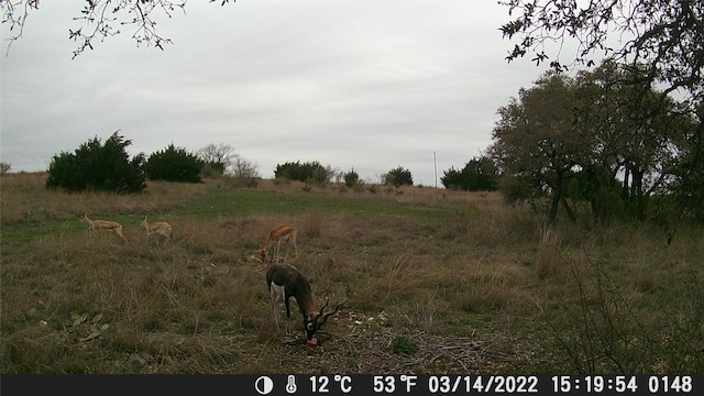 LOT-82 Three Creeks Dr, Bertram, TX 78605 - photo 3