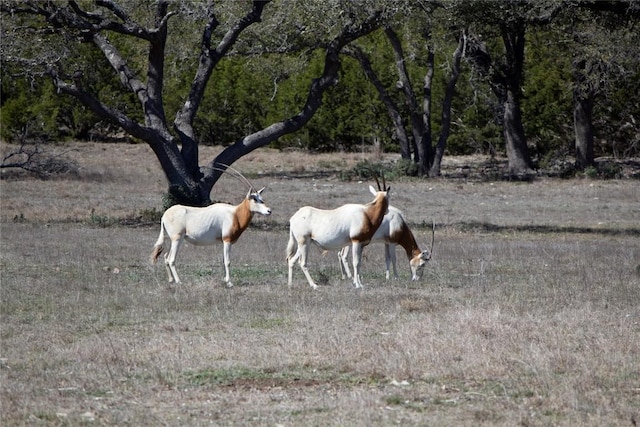 TBD W Starview Cv, Blanco, TX 78606 - photo 18