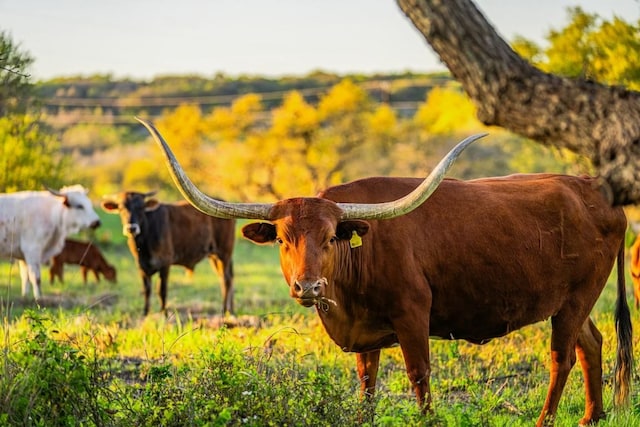 TBD Purple Sage Trail, Blanco, TX 78606 - photo 24