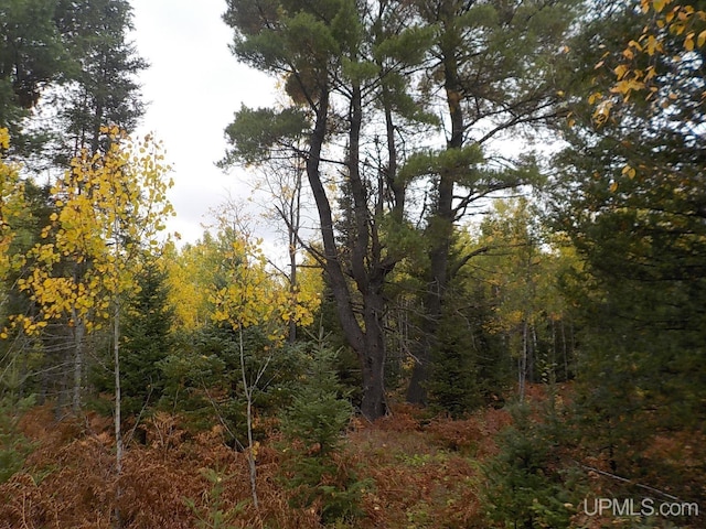 view of local wilderness