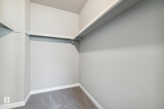 spacious closet featuring carpet flooring