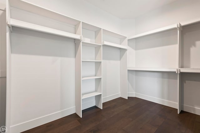 spacious closet featuring dark hardwood / wood-style flooring