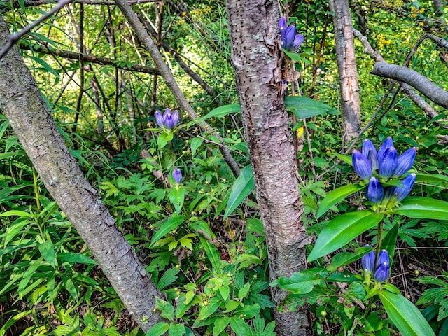 view of nature