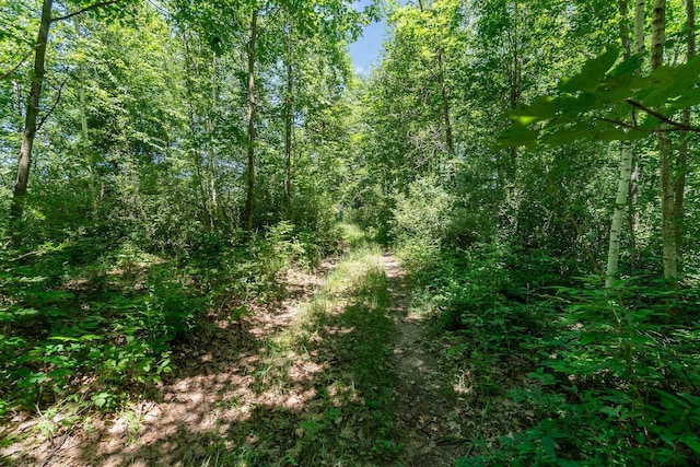 view of local wilderness