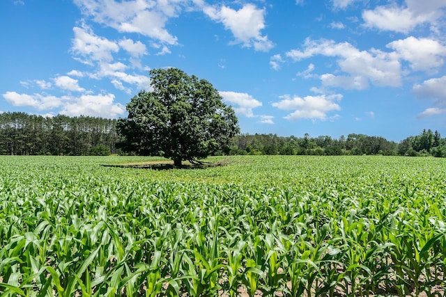 view of landscape featuring a rural view