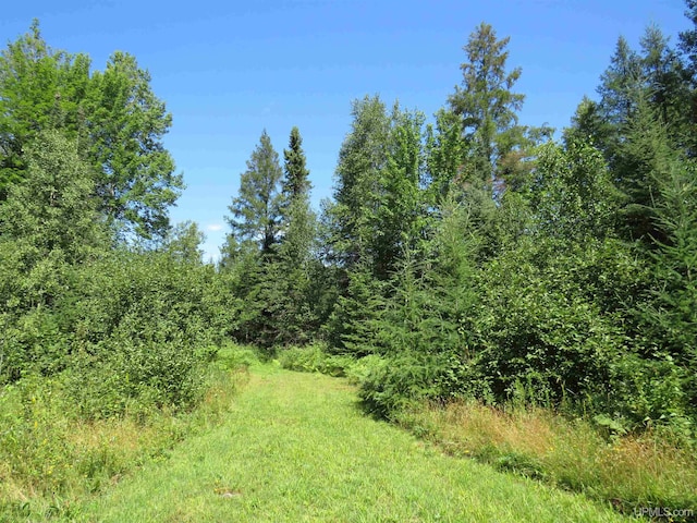 view of local wilderness