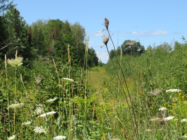 view of local wilderness