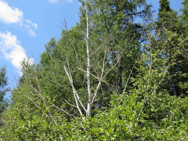 view of local wilderness