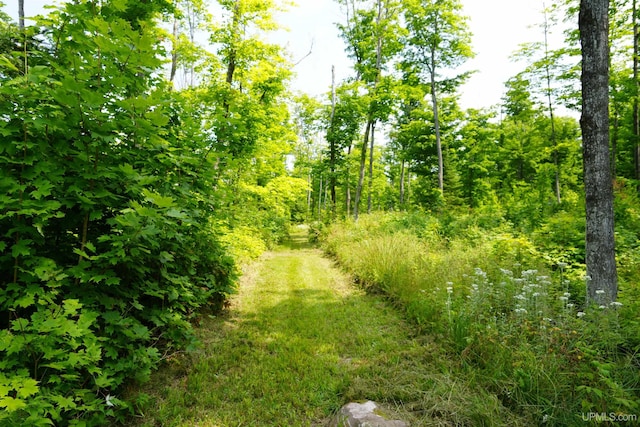 view of local wilderness