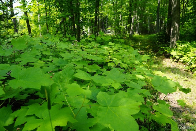 view of local wilderness