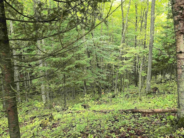 view of local wilderness featuring a wooded view