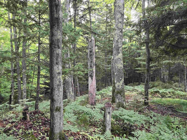 view of local wilderness with a view of trees