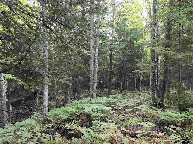 view of nature featuring a wooded view