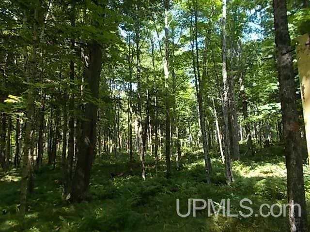 view of local wilderness with a forest view