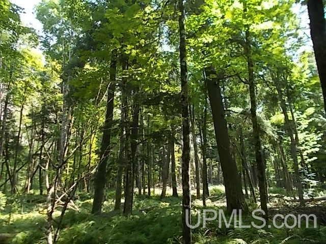 view of local wilderness featuring a view of trees