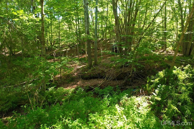 view of local wilderness