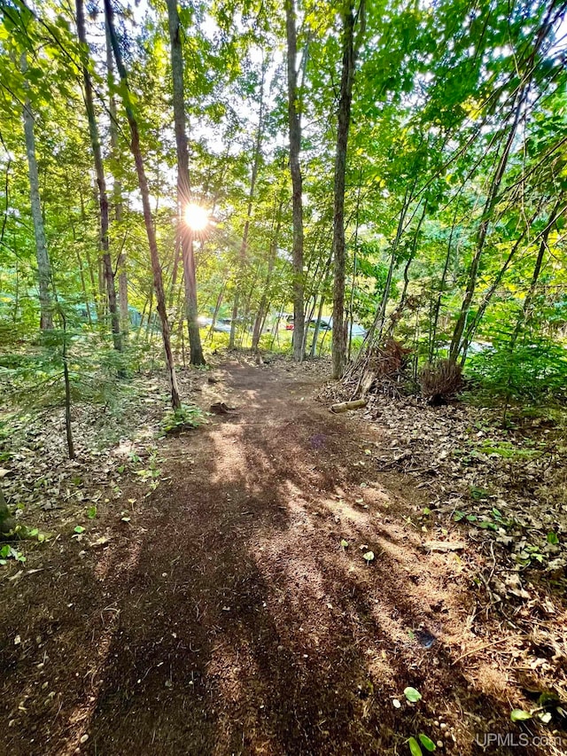 view of local wilderness