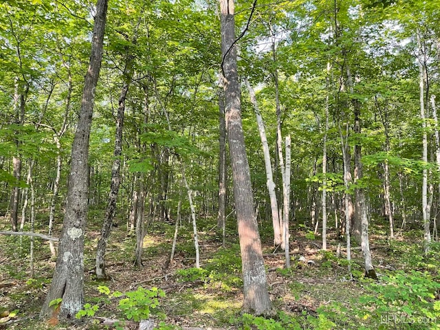 view of local wilderness