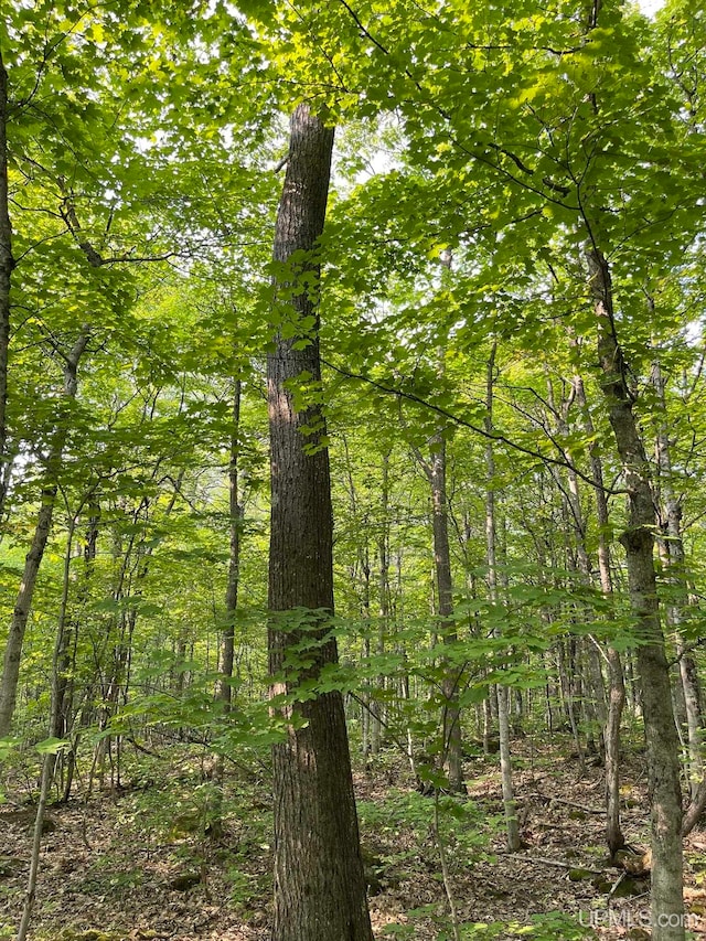 view of local wilderness