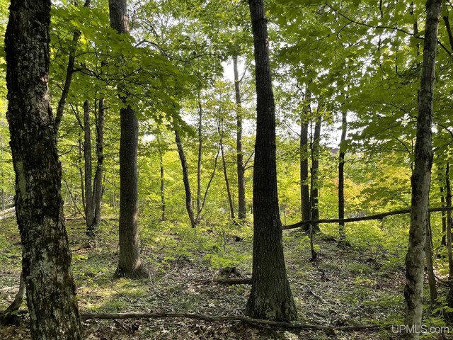 view of local wilderness