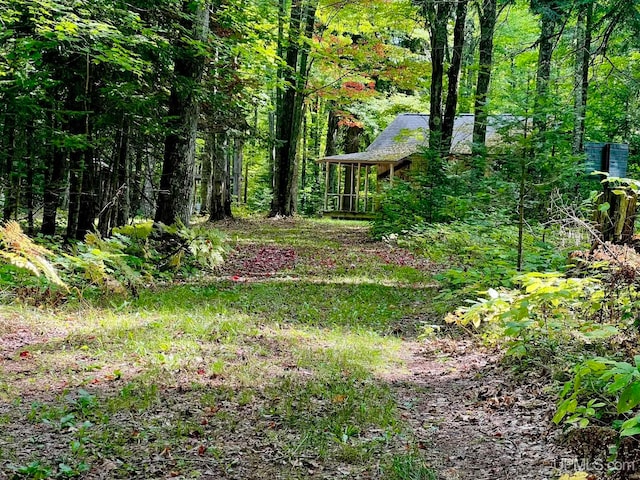 view of local wilderness