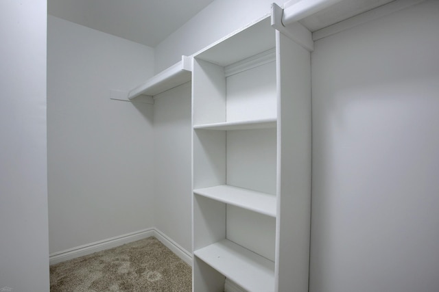 walk in closet featuring carpet flooring