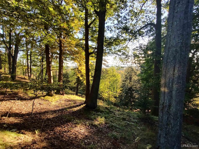 view of local wilderness