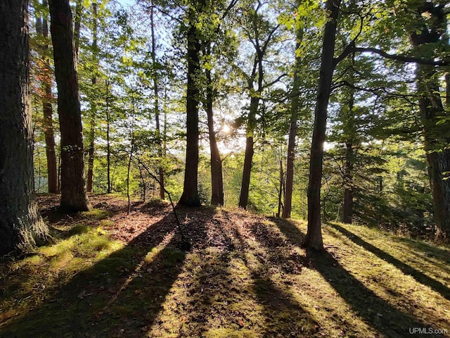 view of local wilderness