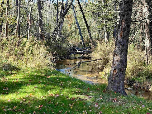 view of local wilderness