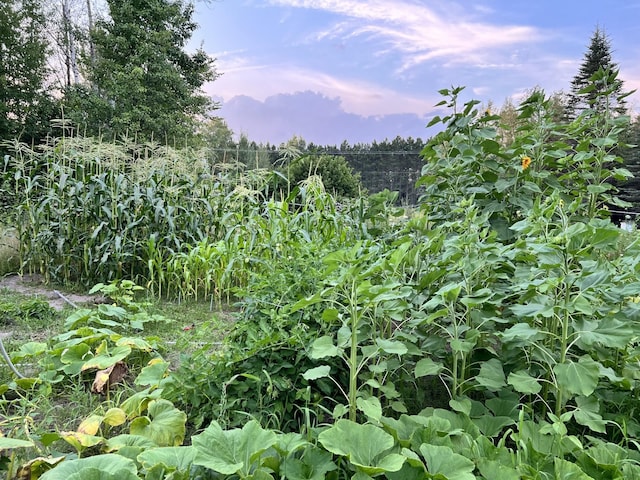 view of nature at dusk