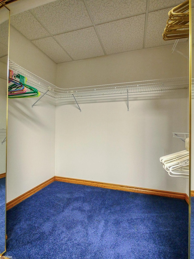 spacious closet with a drop ceiling and carpet