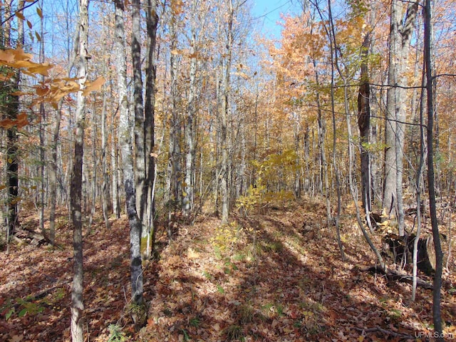 view of local wilderness