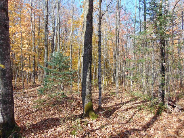 view of local wilderness