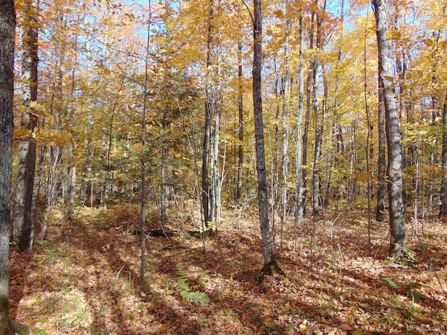 view of local wilderness